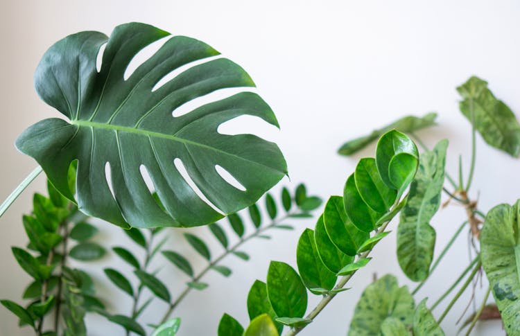 白色背景下的叶子