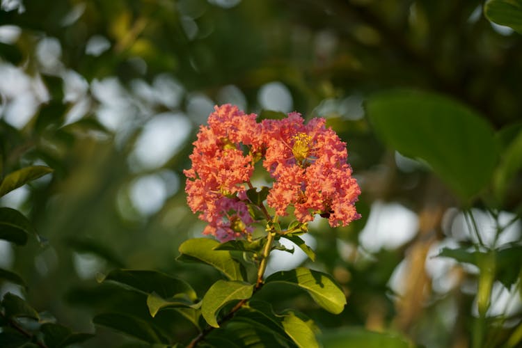 树枝上的粉色花朵