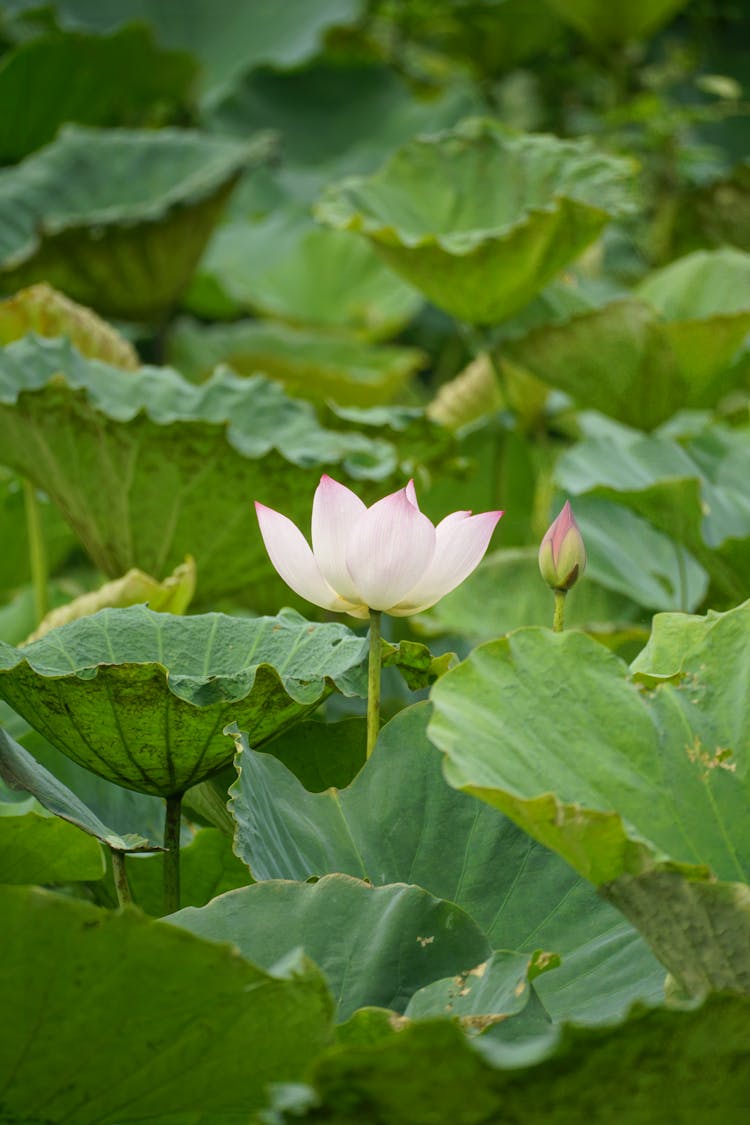 印度莲花白花