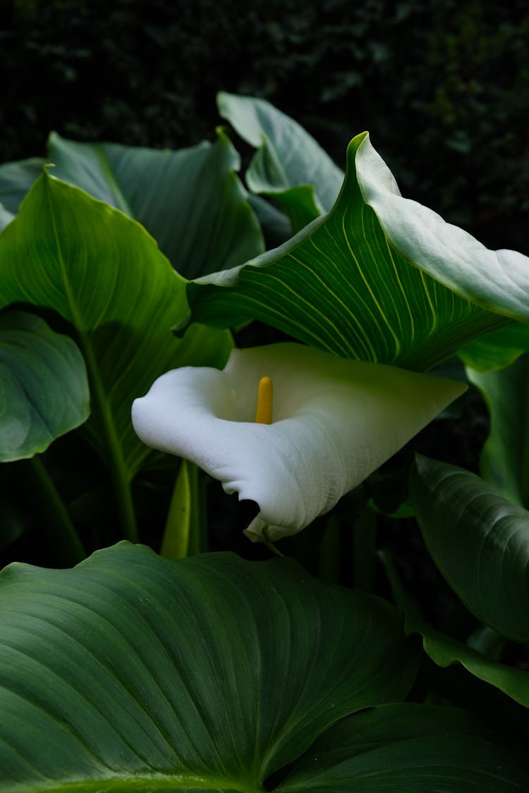 叶子间的百合花