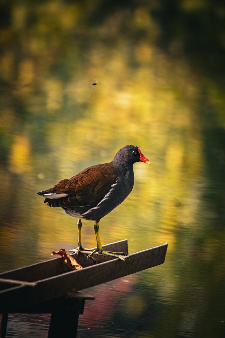 栖息在平静水域的欧亚蚕