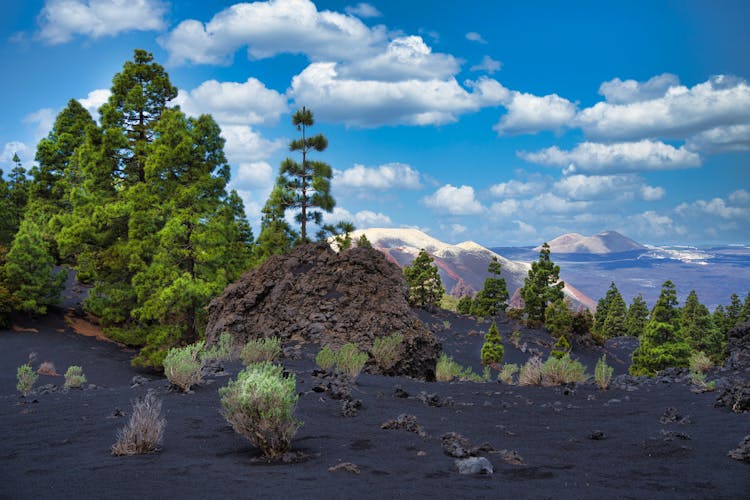 树木和火山峰风景