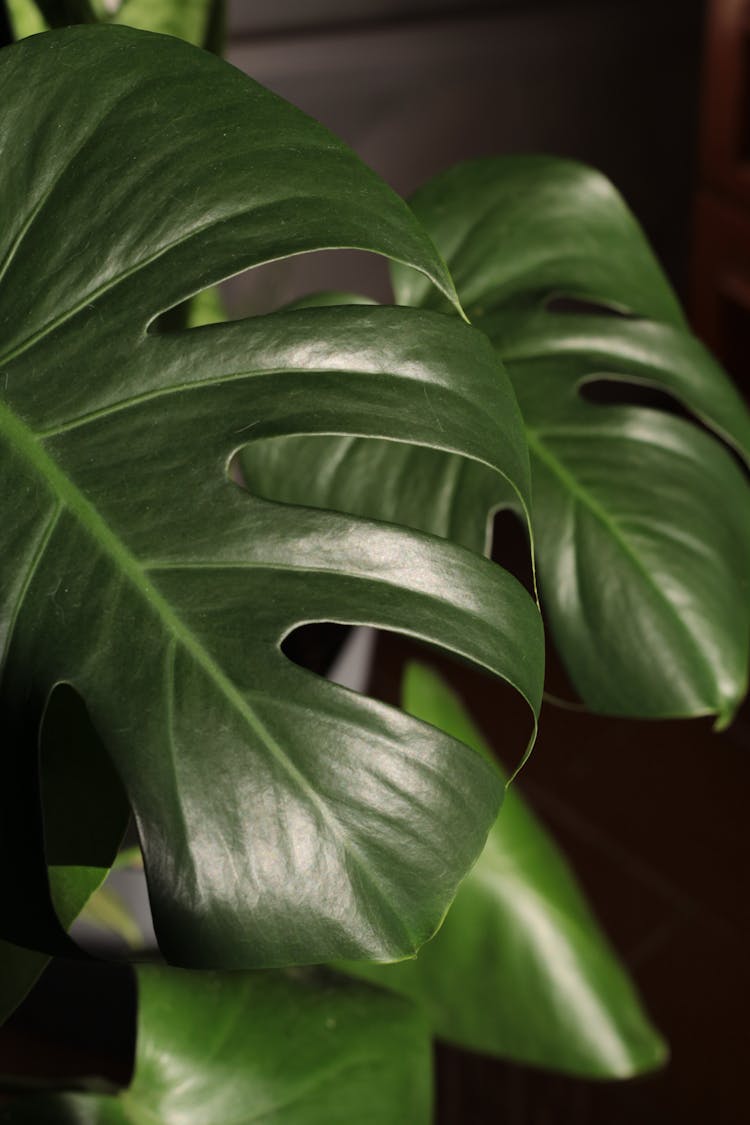 美味Monstera deliciosa