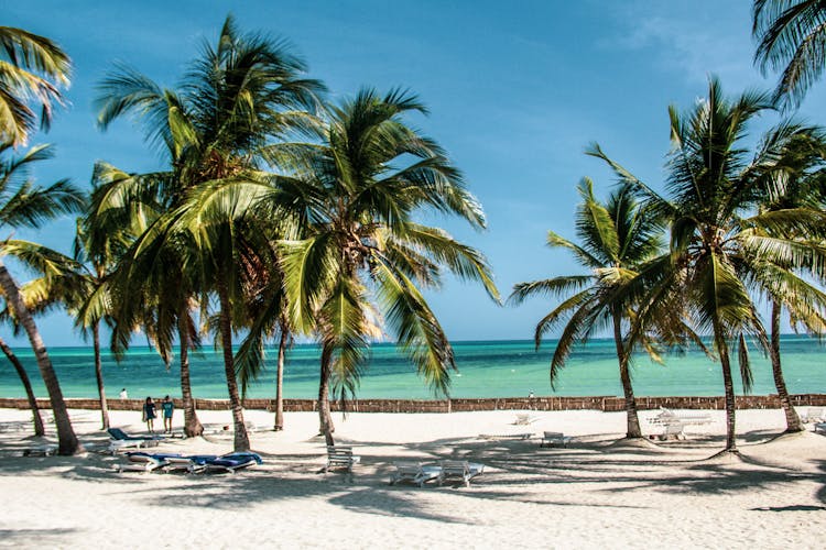 棕榈树和清澈海水的热带海滩