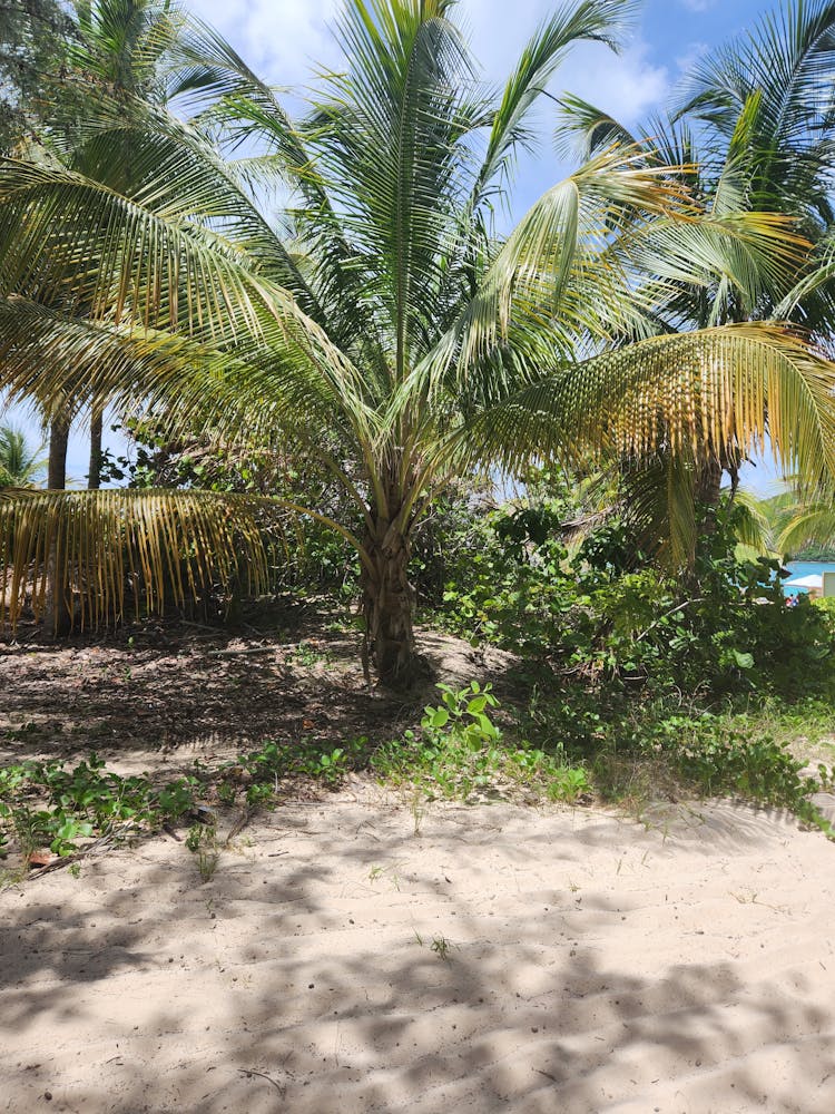 棕榈树在地上投下阴影