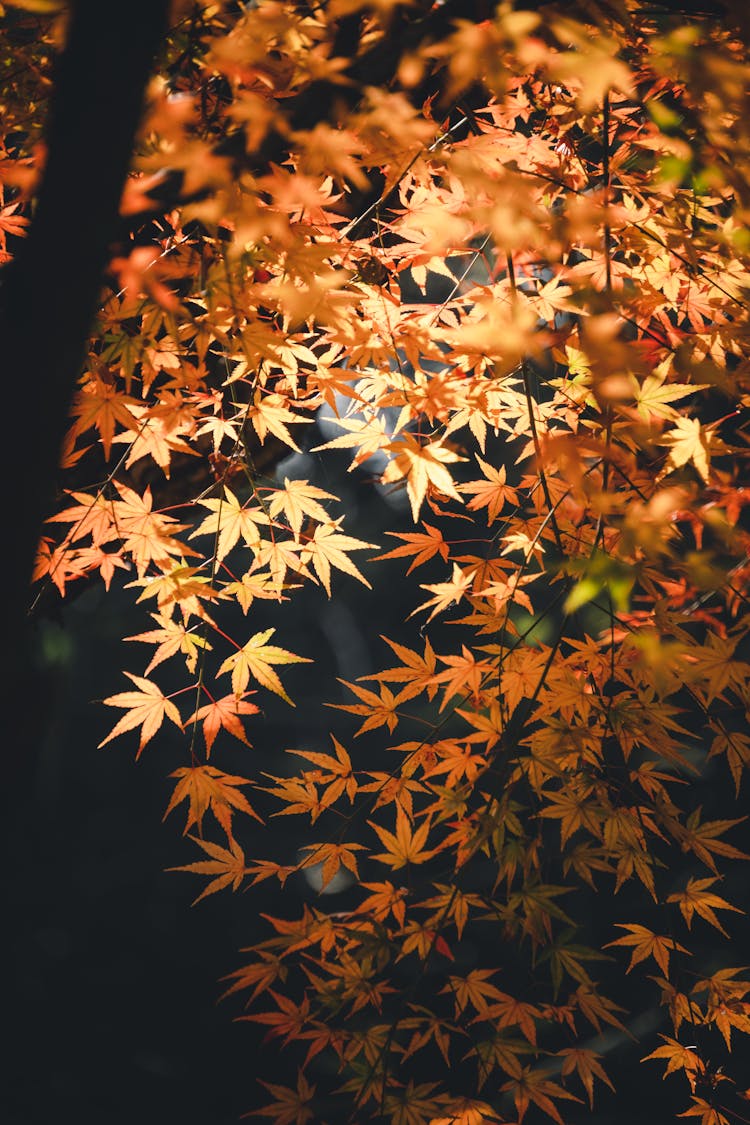 水面上漂浮着橙色的枫叶