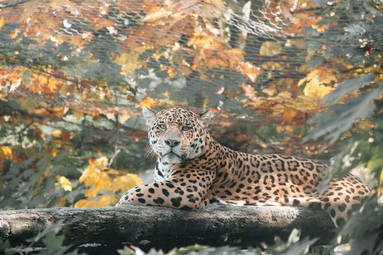 秋林中，捷豹在原木上休憩