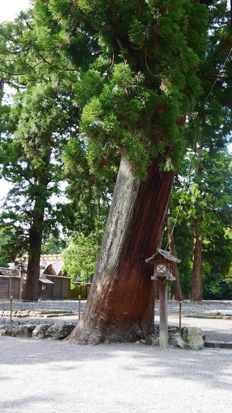 日本神社古树石灯