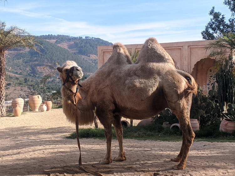 阿拉伯骆驼站在沙漠上
