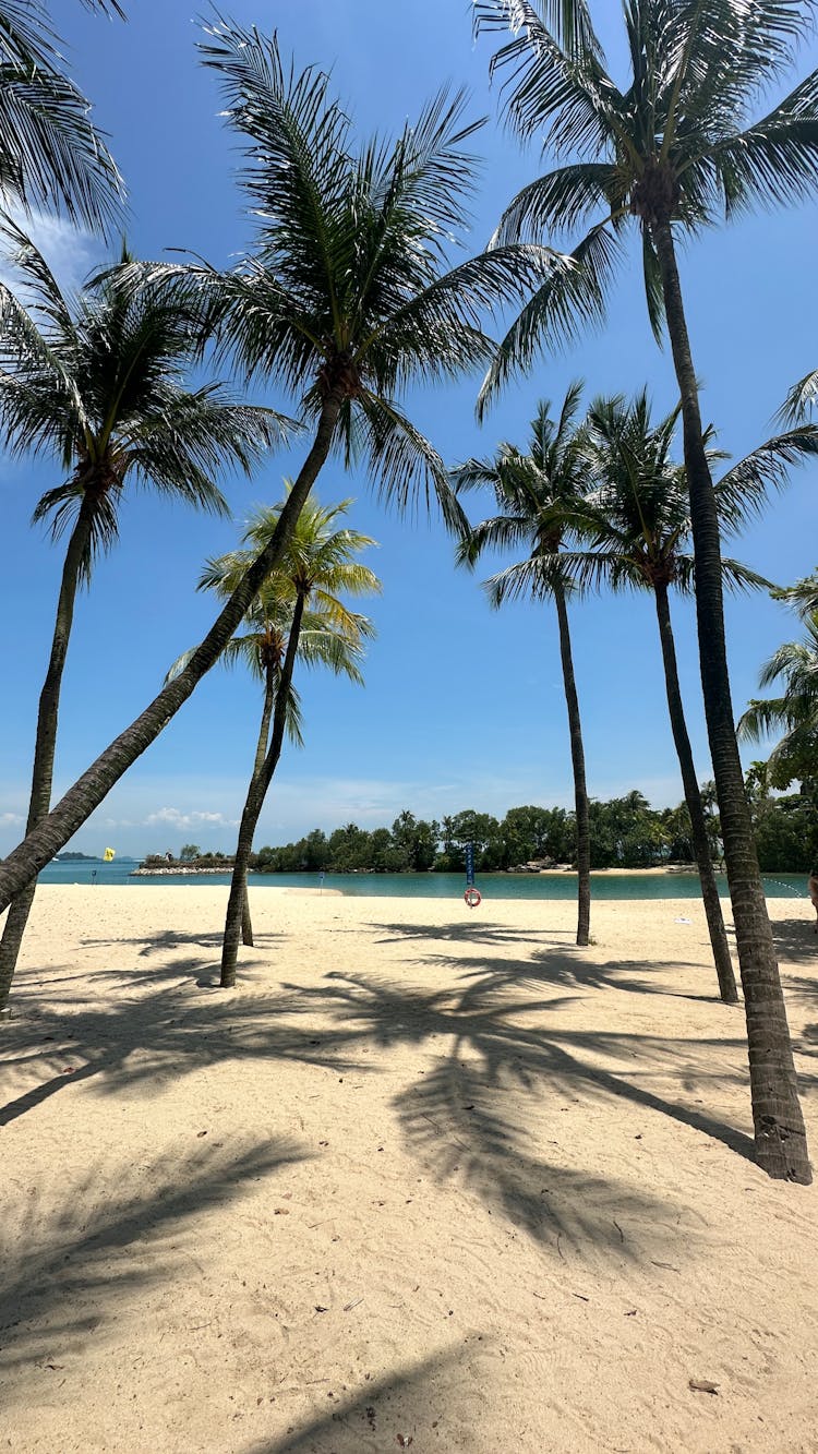 热带海滩上的棕榈树