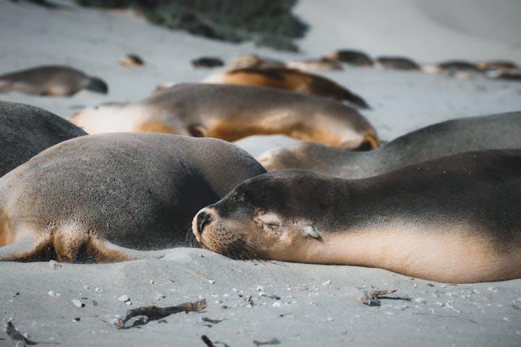 海豹在海滩上睡觉
