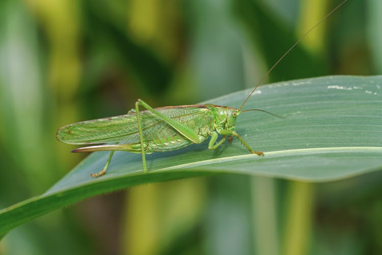 一只绿色的蚱蜢坐在树叶上