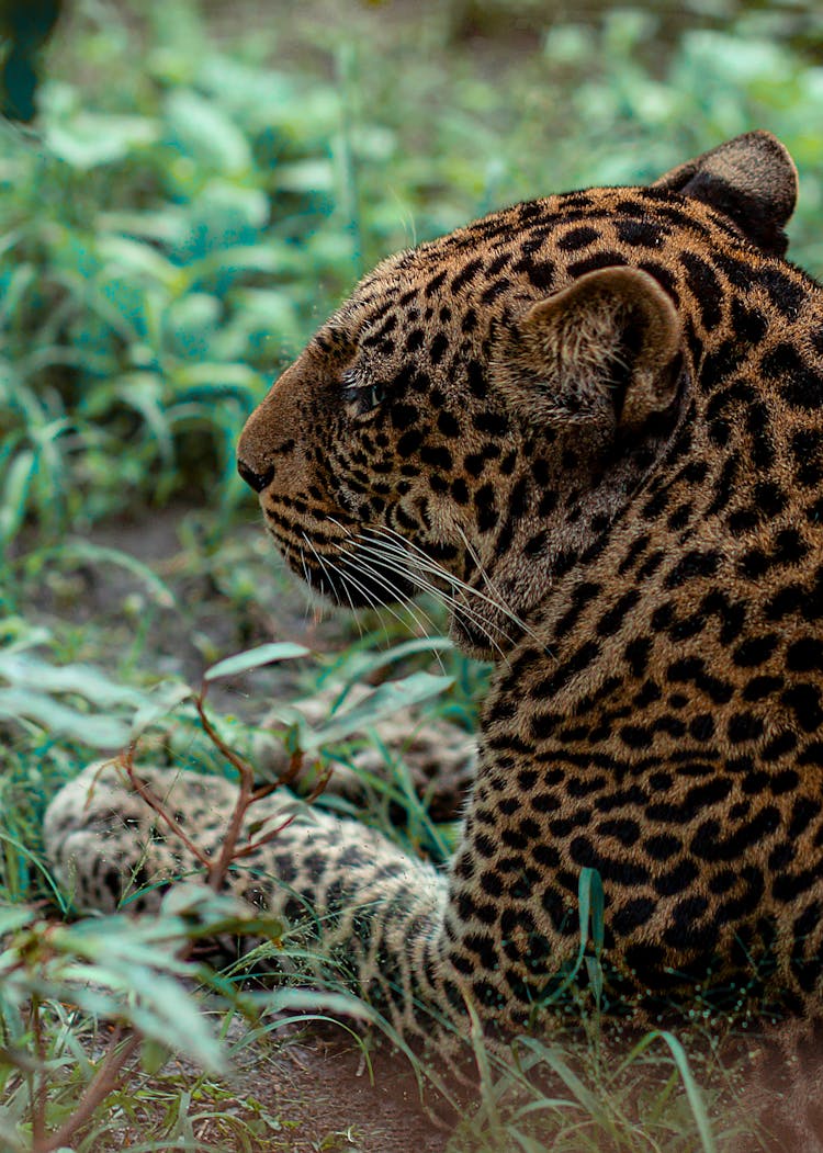 躺在草地上的豹子