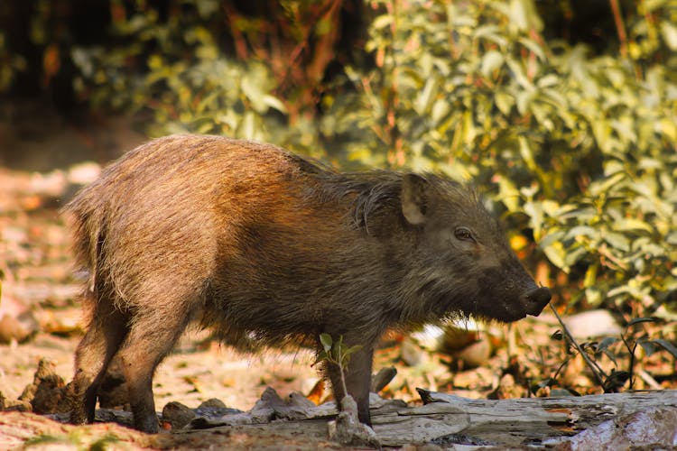 孟加拉孙德尔班森林的野猪