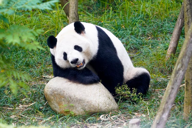 大熊猫在大自然的岩石上放松