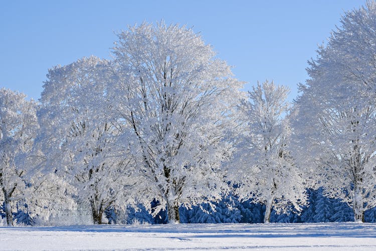 冬季景观中的雪景树木