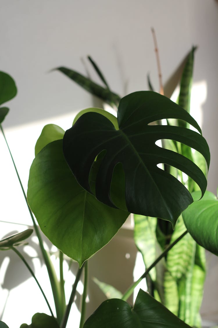 Monstera deliciosa植物在有阳光的房间里