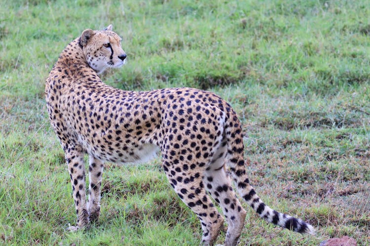 动物园里的豹子