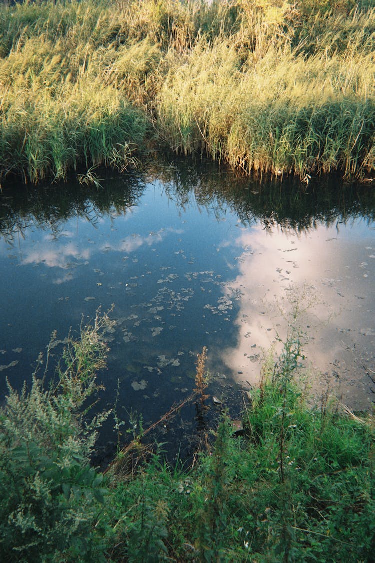 中间有草和水的池塘