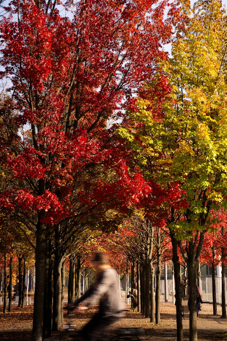柏林公园的秋叶与自行车手
