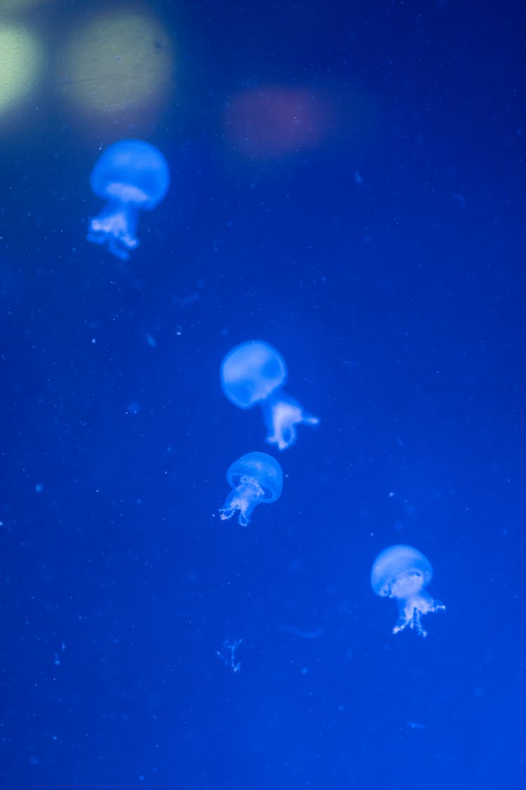 水族馆里的水母