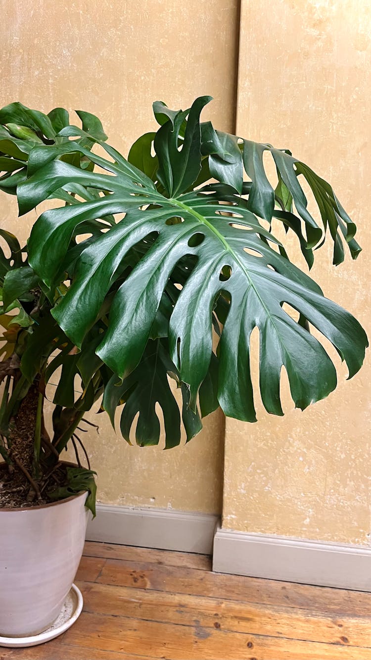 盆栽中的孟翅目植物特写