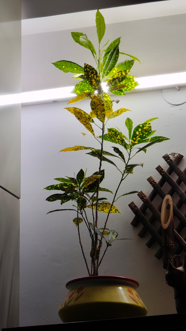 花盆中的植物