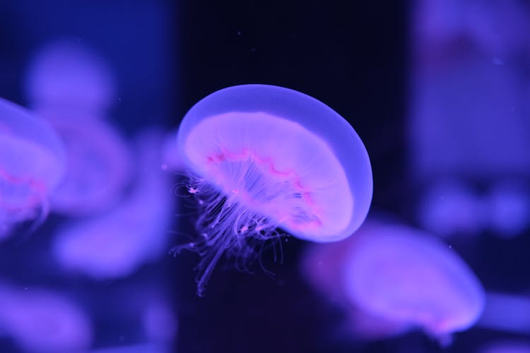 有选择地关注水母