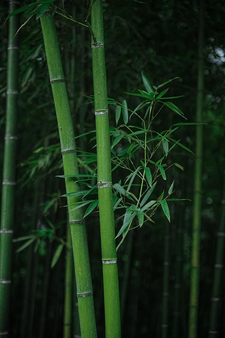 郁郁葱葱的竹林特写