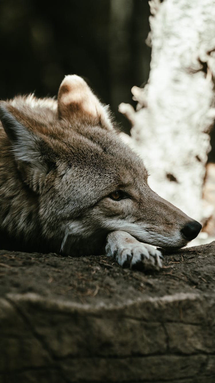 躺在地上的郊狼特写