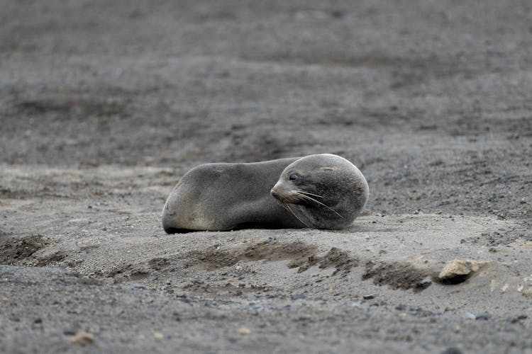 海豹躺在沙滩上