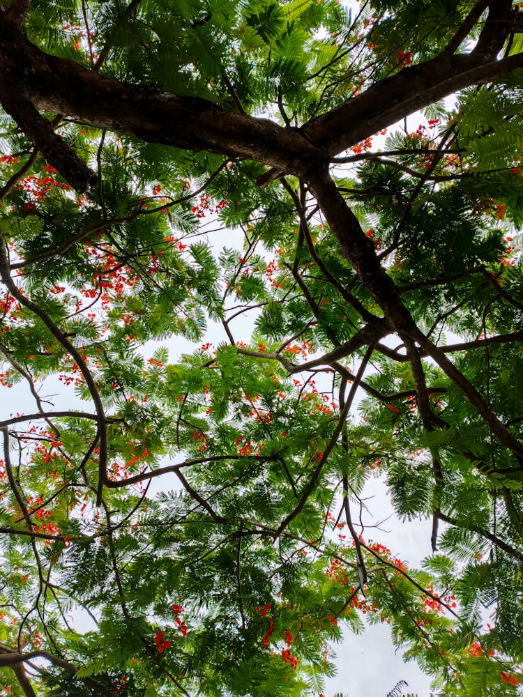 郁郁葱葱的树冠上开满了鲜艳的红色花朵