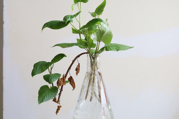 玻璃花瓶里的植物