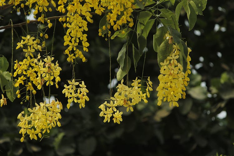 树枝上的黄色花朵