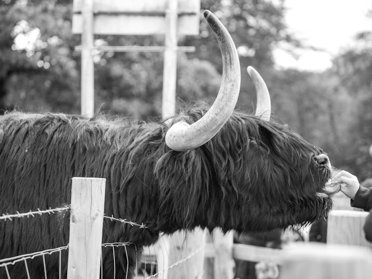 苏格兰卡兰德的Majestic Highland Cow