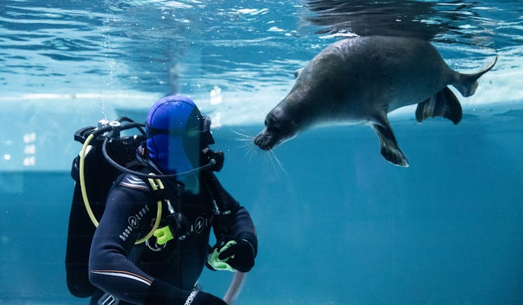 一个穿着潜水服的男人和一只海豹在水族馆里
