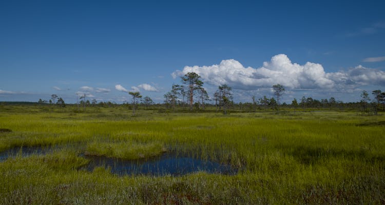蓝天下宁静的湿地景观