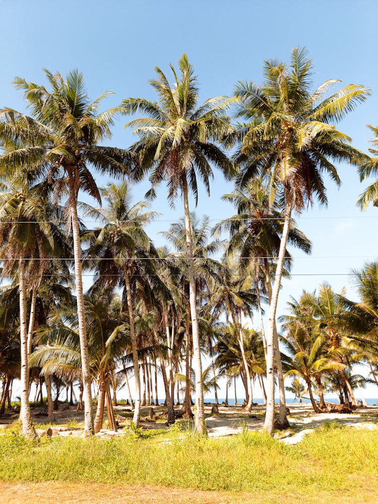 热带海岸的棕榈树