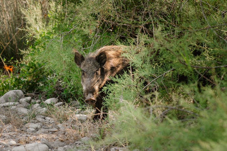 灌木中的野猪
