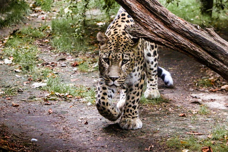 一只豹子在林中漫步