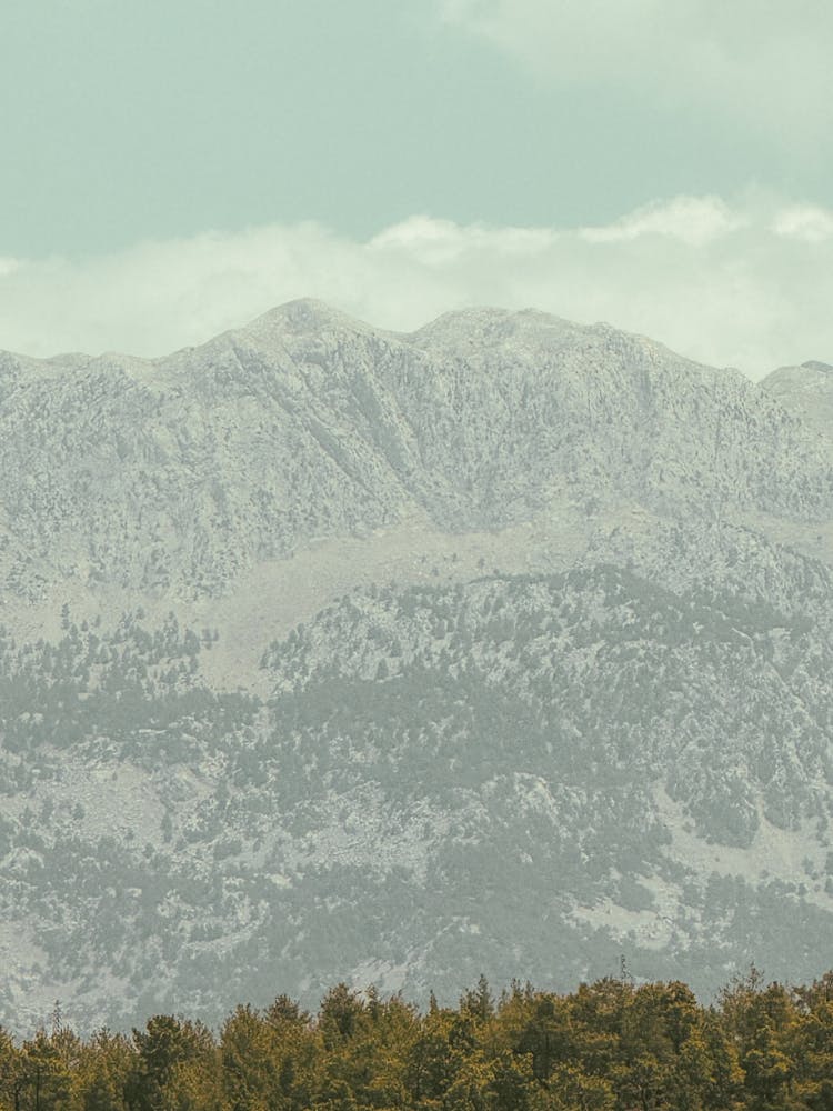 山景与森林景观