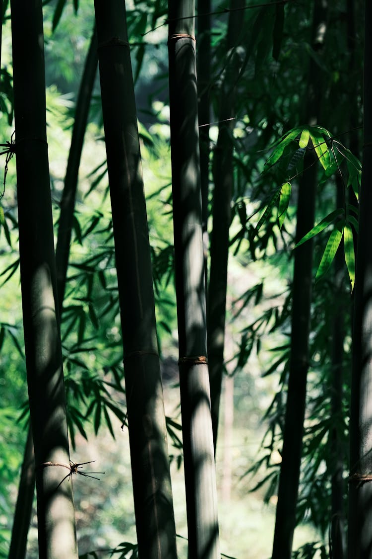 阳光明媚的竹林