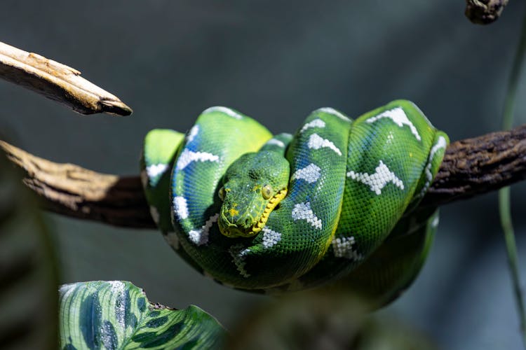 蒙特利尔盘绕在树枝上的绿树Python