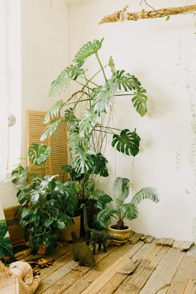 盆栽植物舒适的室内绿化