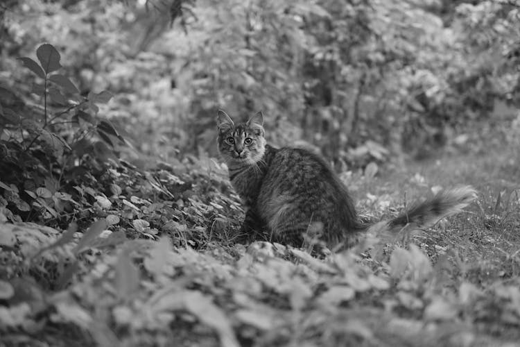猫坐在森林里的黑白照片