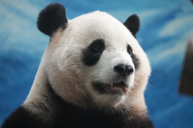 大熊猫肖像特写