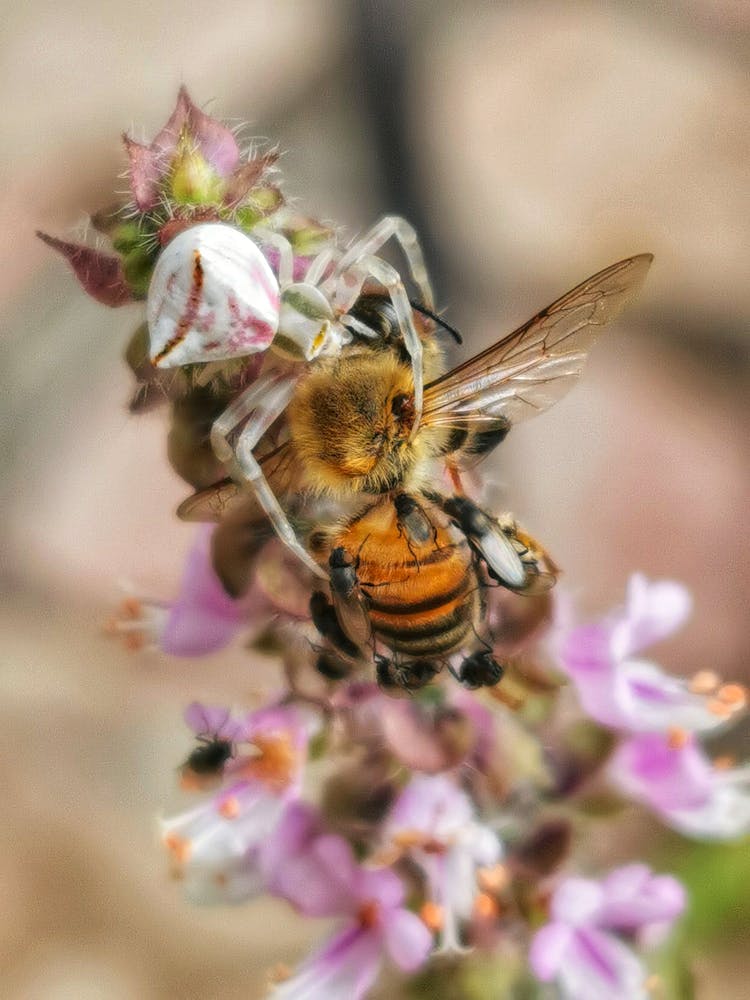 白化蜘蛛吃死蜜蜂