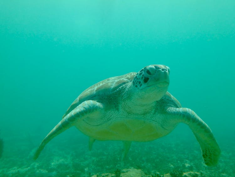 一只绿色海龟游泳的水下照片