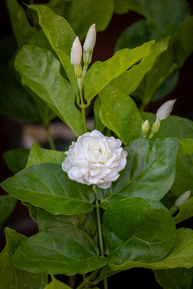 叶间白花
