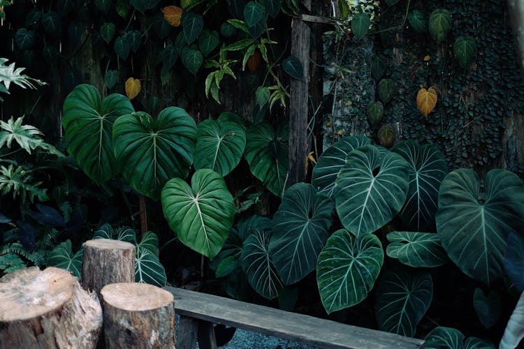 阴凉花园中郁郁葱葱的热带落叶